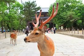 Nara